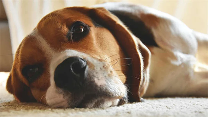 犬のバリアフラストレーション、原因と改善法をプロが解説