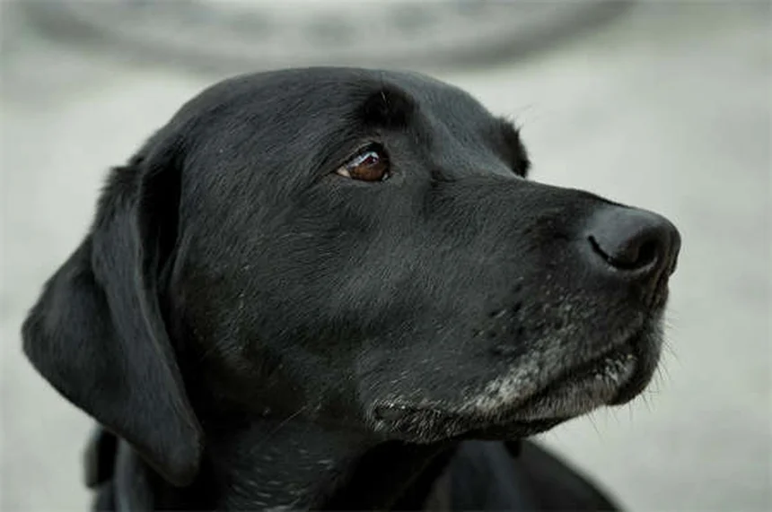犬のバリアフラストレーション、原因と改善法をプロが解説
