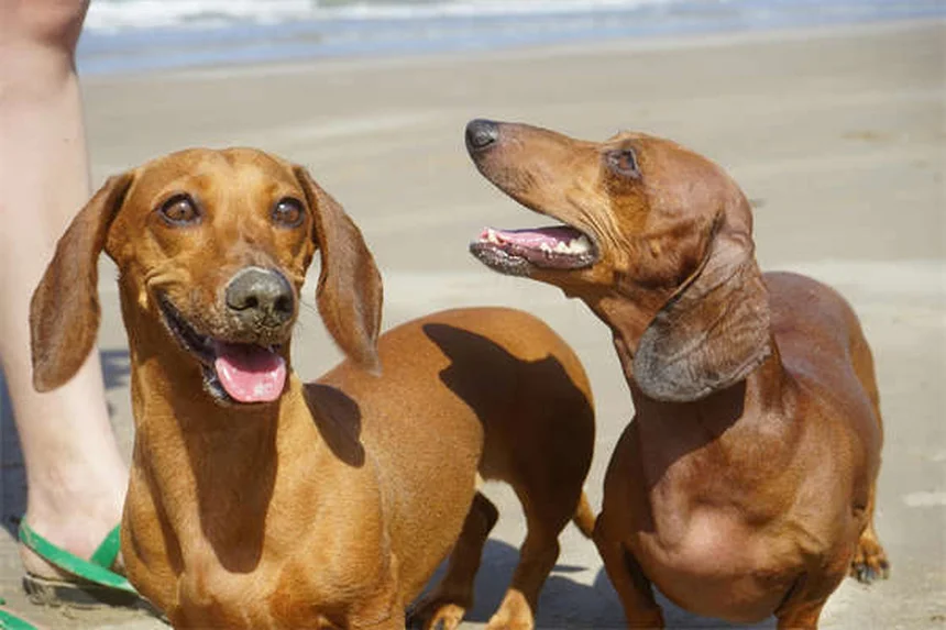 犬は子供の責任感を育てる？専門家が教える5つの効果的な方法