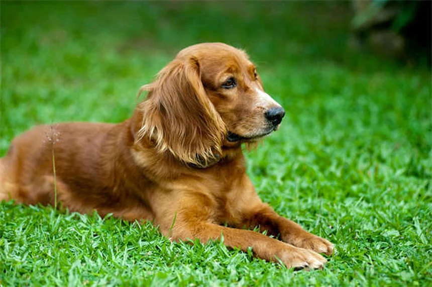 犬は嫉妬する？愛犬の嫉妬サインと対処法5選