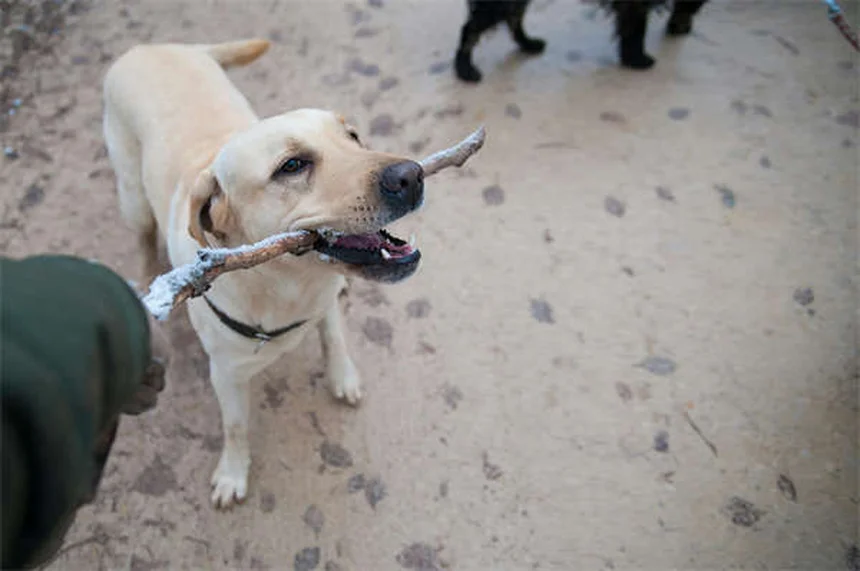 犬のパンティング：正常と異常を見分ける3つのポイント