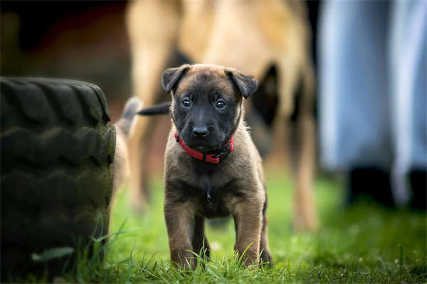 子犬の餌の量、知っておくべき正しい量とよくある間違い