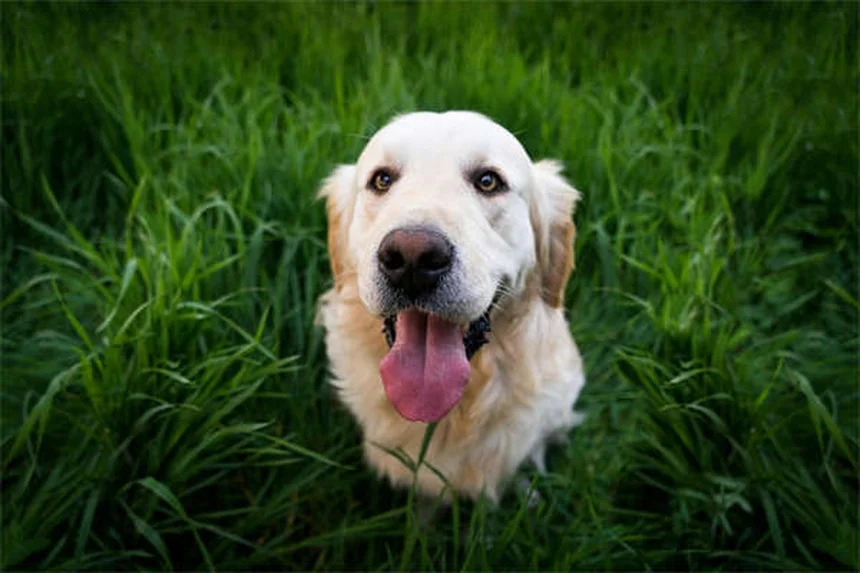 犬種で性格は決まらない？最新研究が明かす意外な事実