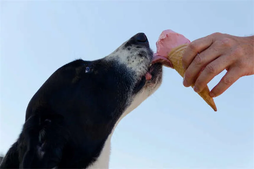 犬のダニ対策完全ガイド｜種類・症状・予防法を獣医師が解説