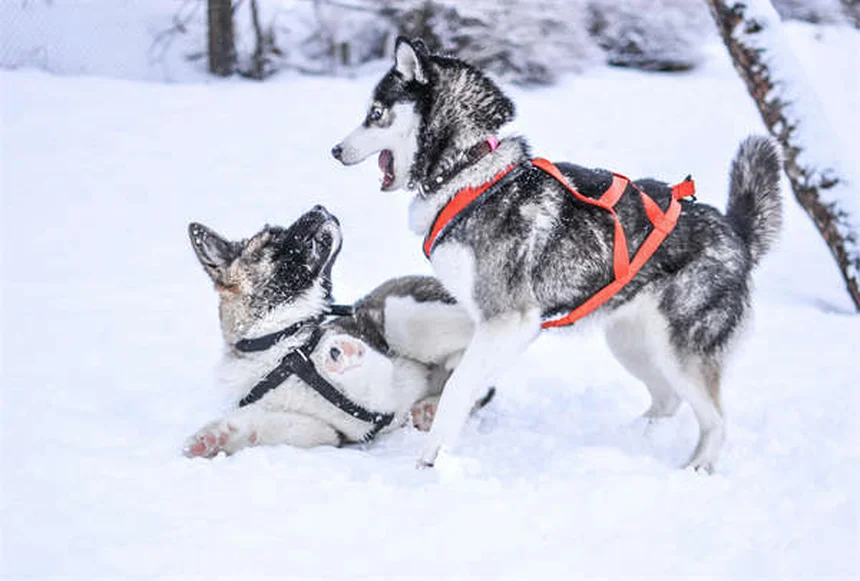 犬のグッドシチズンテスト合格のコツ5選｜愛犬と挑戦するメリットとは？