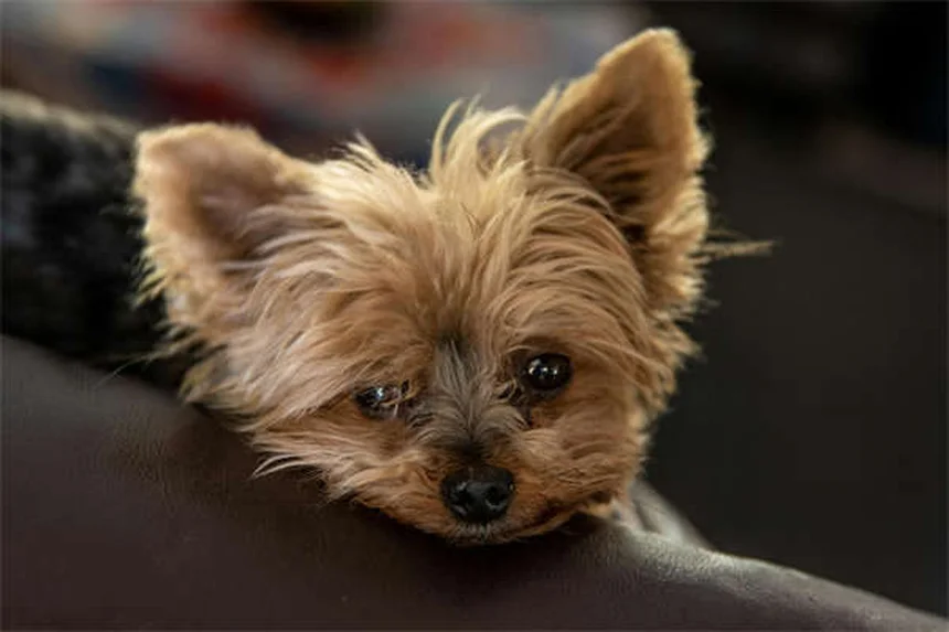 犬のグッドシチズンテスト合格のコツ5選｜愛犬と挑戦するメリットとは？