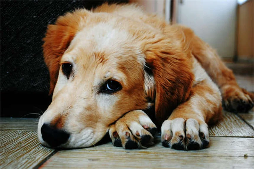 犬が穴を掘る理由と対策5選｜プロが教える根本解決法