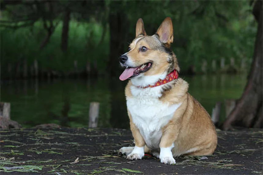子犬の生後7週間完全ガイド｜成長段階別お世話のコツ