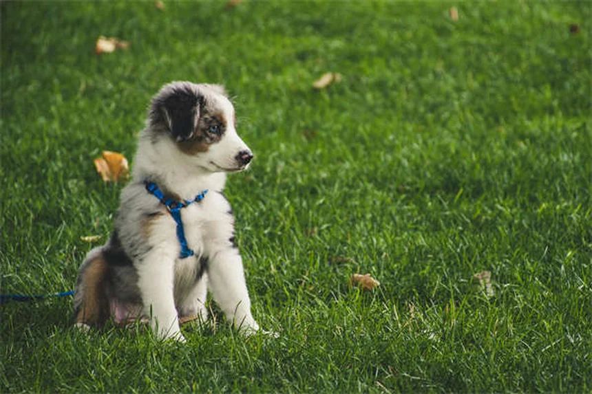 犬のフィラリア感染経路と予防法｜人にうつる？専門家が解説