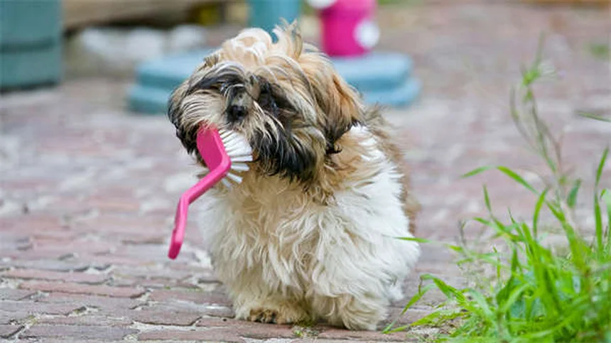 犬のよだれが多い原因と対処法【獣医師が解説】