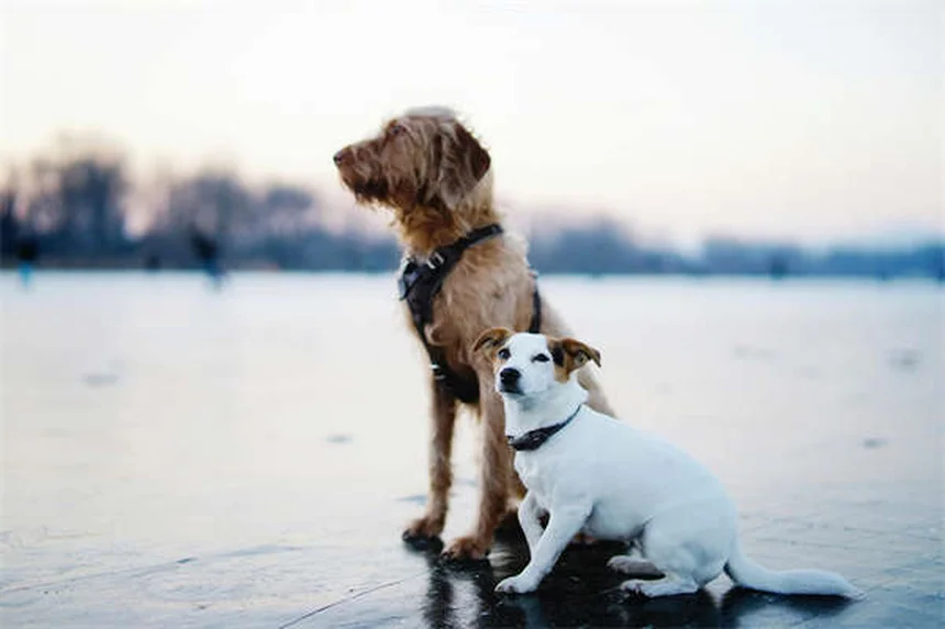 犬がいつもお腹を空かせる7つの理由と対処法【獣医師監修】