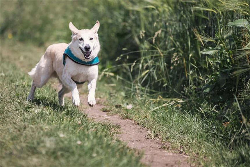 犬のアレルギー対策！ベッドが原因のくしゃみ・かゆみを解決する5つの方法
