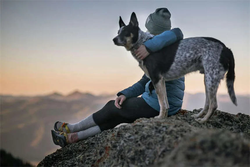 犬のアレルギー対策！ベッドが原因のくしゃみ・かゆみを解決する5つの方法