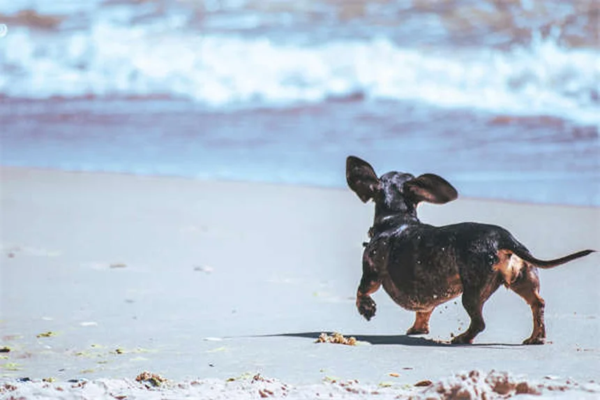 犬のアレルギー対策！ベッドが原因のくしゃみ・かゆみを解決する5つの方法