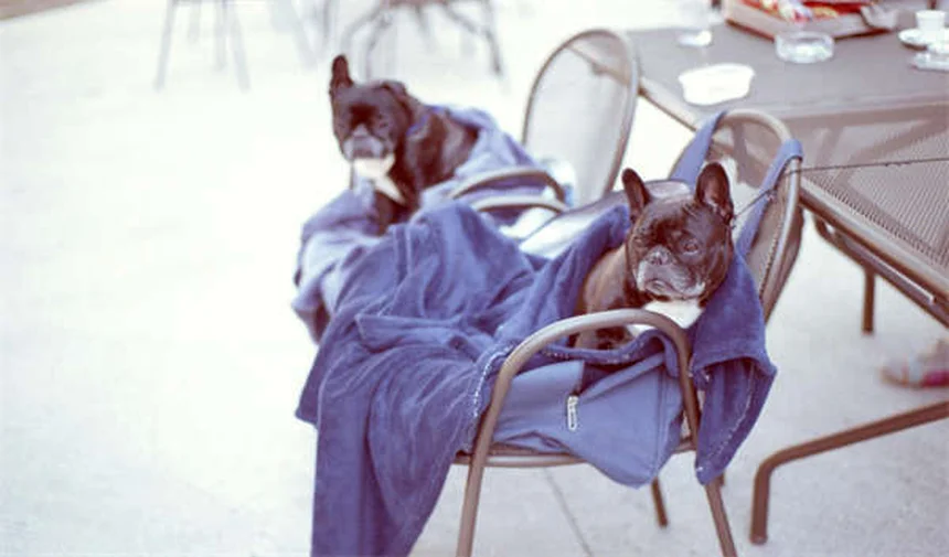 犬の尿結晶の原因と対策｜獣医師が教える予防法