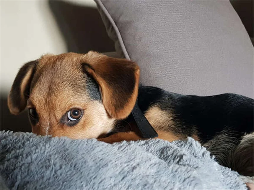 犬の狼爪とは？役割とケア方法を徹底解説