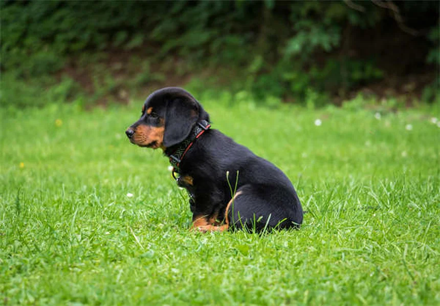 犬の狼爪とは？役割とケア方法を徹底解説