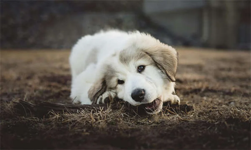 犬の狼爪とは？役割とケア方法を徹底解説