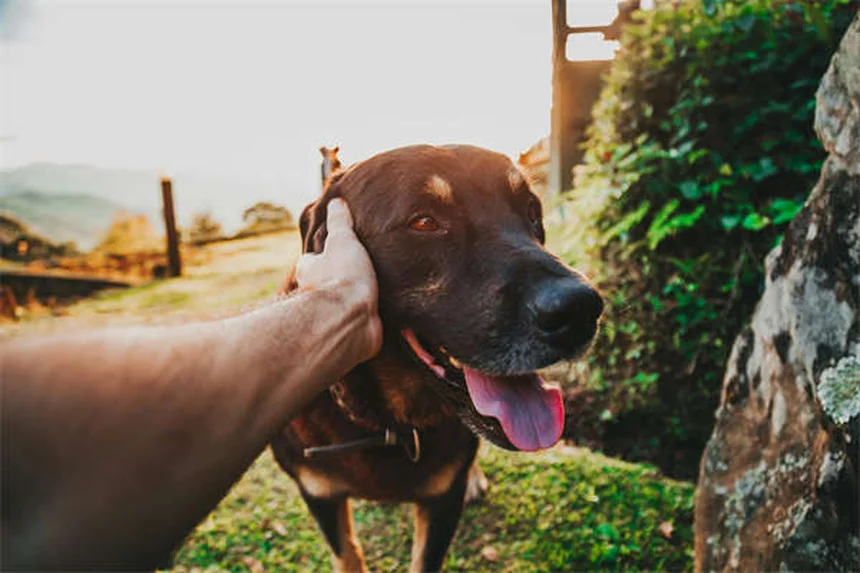 子犬の歯磨きはいつから？プロが教える正しい始め方
