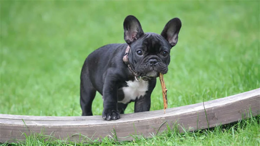 【犬のトレーニング】非食物ご褒美で効果を上げる5つの方法