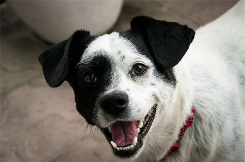 愛犬のボディコンディションスコア（BCS）を毎月チェック！簡単診断と正しい見方のコツ
