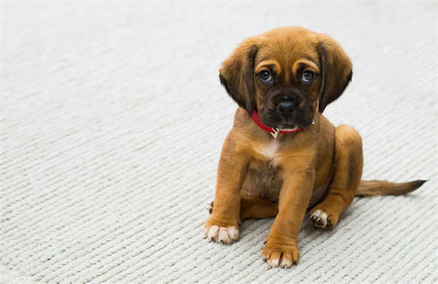 糖尿病の犬を引き取る前に知っておくべき驚くべき事実