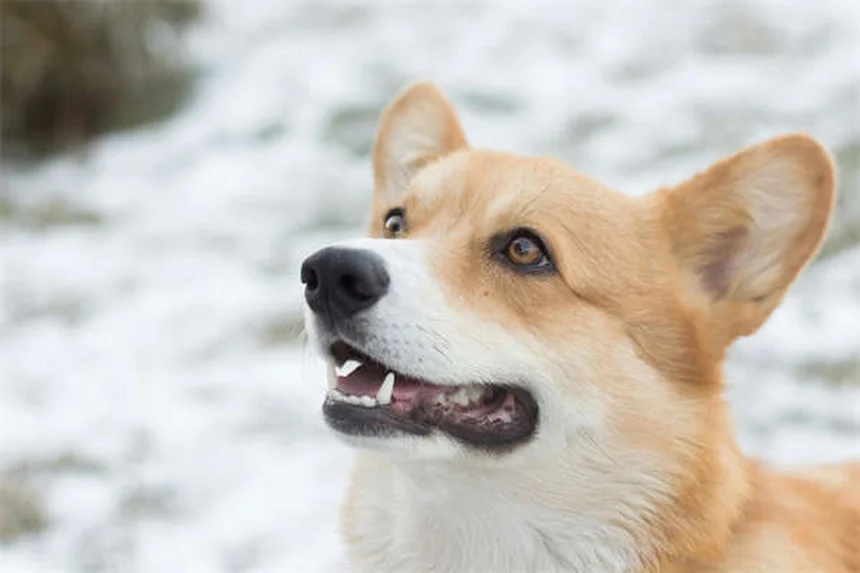 糖尿病の犬を引き取る前に知っておくべき驚くべき事実