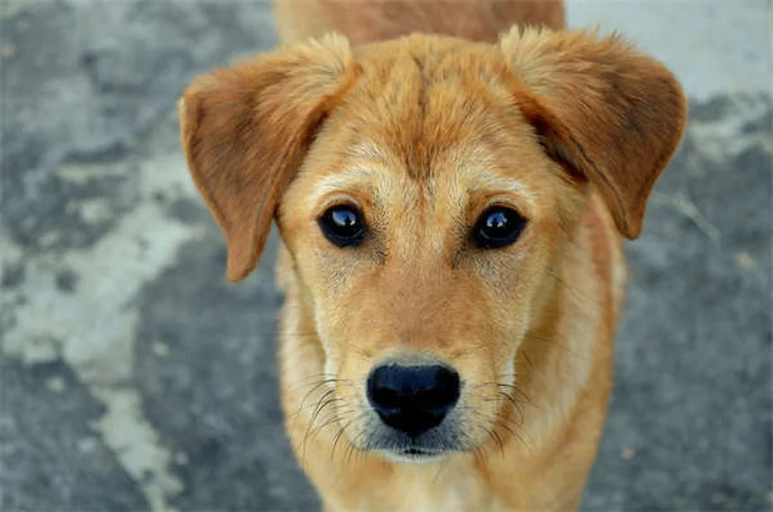 糖尿病の犬を引き取る前に知っておくべき驚くべき事実