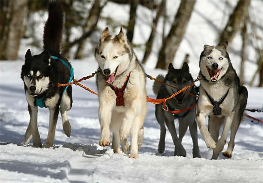 三脚犬の飼い方とケアのコツ：健康で長生きさせるための準備ガイド