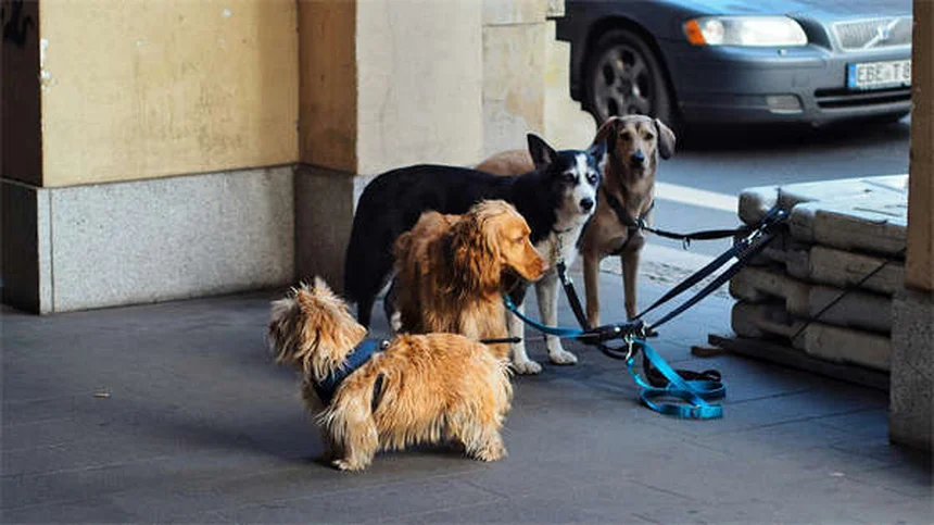 三脚犬の飼い方とケアのコツ：健康で長生きさせるための準備ガイド