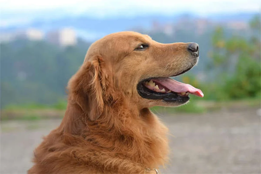 愛犬が家でうんちをする原因と対策を解説