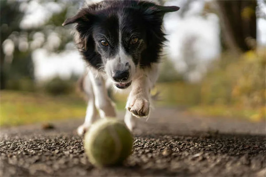 愛犬が家でうんちをする原因と対策を解説