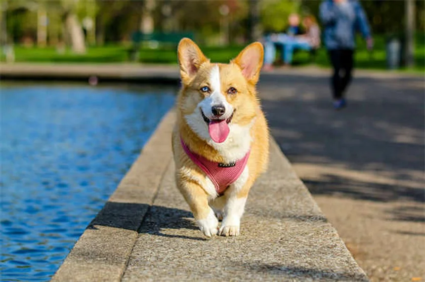 犬と猫のレベチラセタム完全ガイド！効果・副作用・使い方を獣医師が解説
