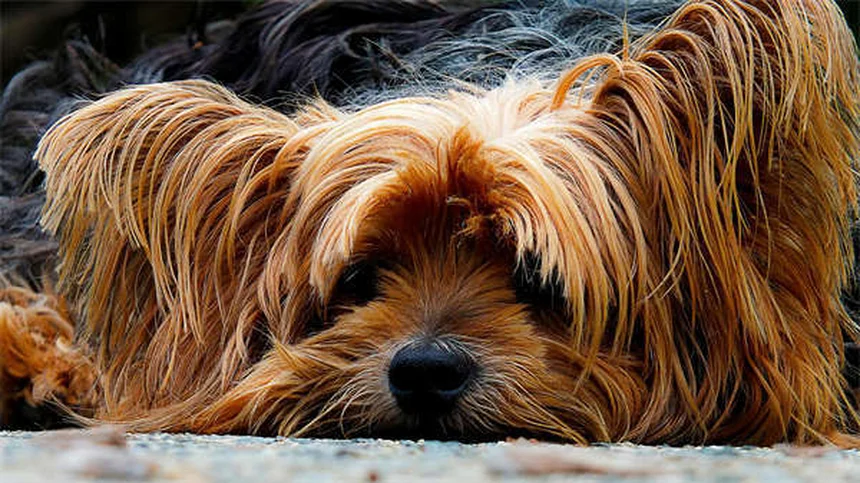 犬の乾燥肌の原因はまさかこれ！見逃しがちな症状と治し方